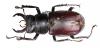Lucanus cervus